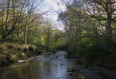 Stream amidst trees in forest