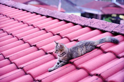 High angle view of cat relaxing on roof