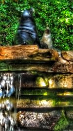 View of bird in water