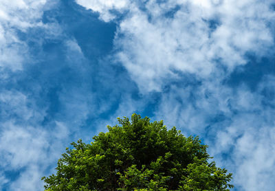 Low angle view of tree against cloudy sky