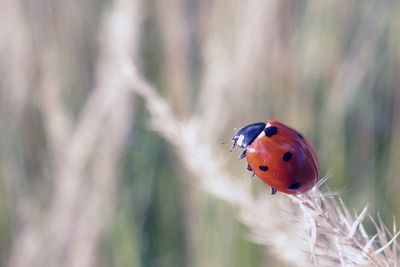 Close-up of ladybug on plant