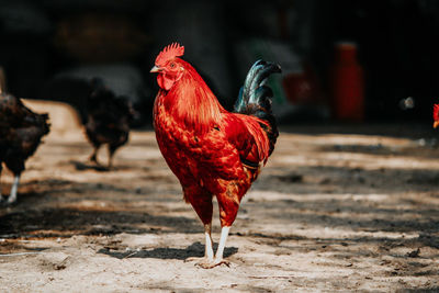 Close-up of rooster on land