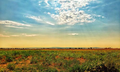 Scenic view of field against sky