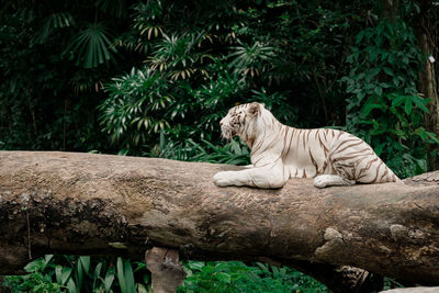 Side view of white tiger sitting on fallen tree in forest