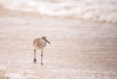 View of bird on beach