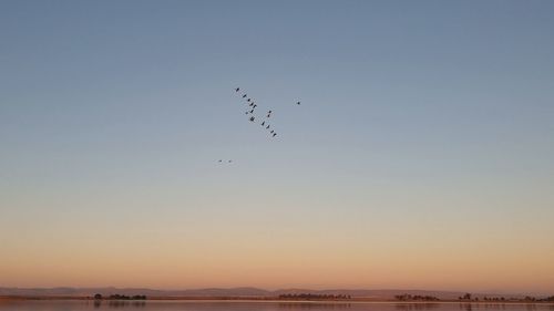Birds flying in the sky