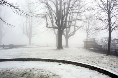 Bare trees in foggy weather