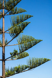 Low angle view of palm tree against clear blue sky