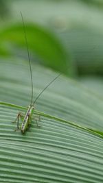 Close-up of insect