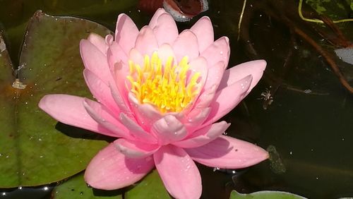 Close-up of water lily in pond