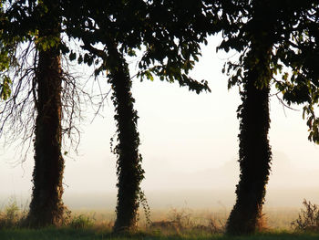 Trees on field against sky