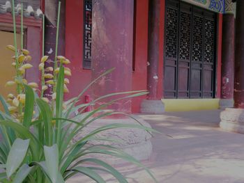 Potted plant on window of building