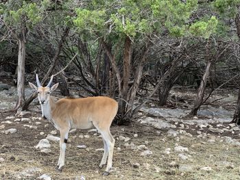 Deer standing in a field