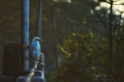 Bird perching on branch