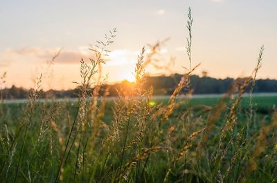 Scenic view of field against sky at sunset