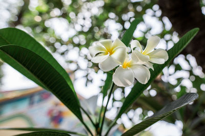 Close-up of white flowering plant