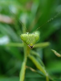 Close-up of insect on leaf