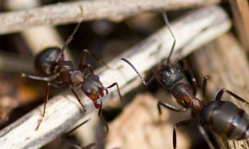 Close-up of ant