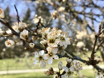 Close-up of white cherry blossoms in spring