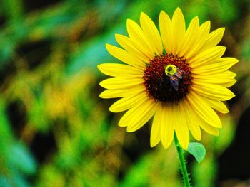 Close-up of insect on yellow flower