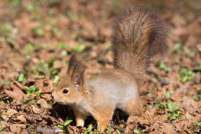 High angle view of squirrel on land