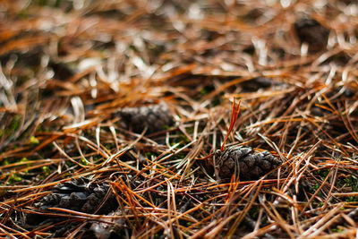 grass