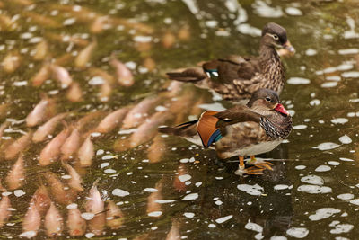 Birds and fishes symbiosis