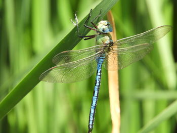 Close-up of dragonfly on plant