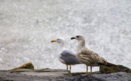 bird