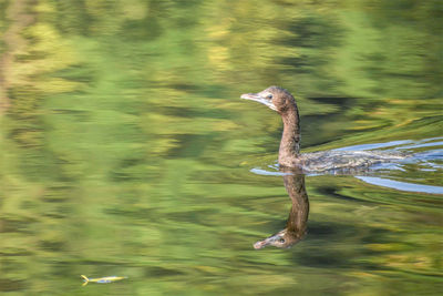 Close-up of duck swimming in water