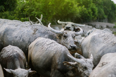 View of crab on field