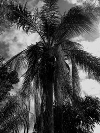 Low angle view of palm trees against sky