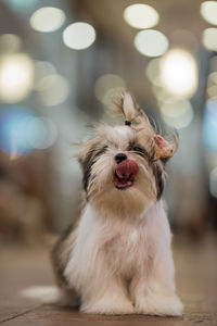 Close-up of a dog at home