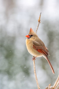 Close-up of bird perching on a water