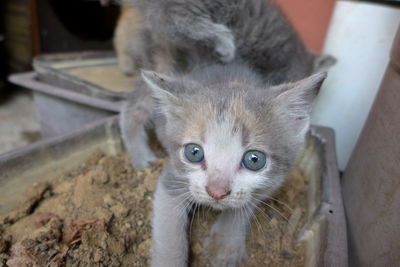 Portrait of kitten by cat