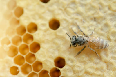 Close-up of bee on leaf