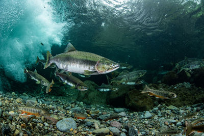 Fish swimming in sea