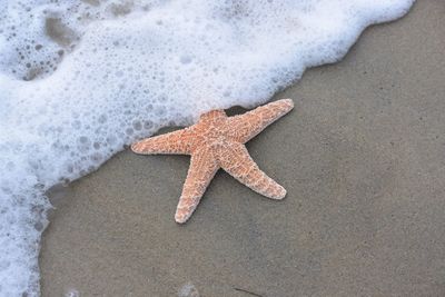 High angle view of starfish on shore at beach