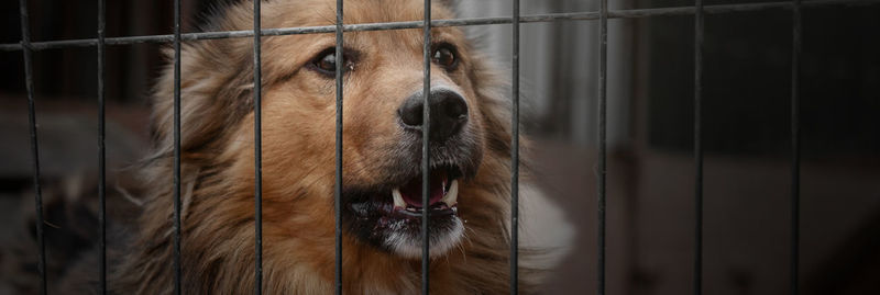 Dog in animal shelter waiting for adoption. dog behind the fences. dog in animal shelter cage.