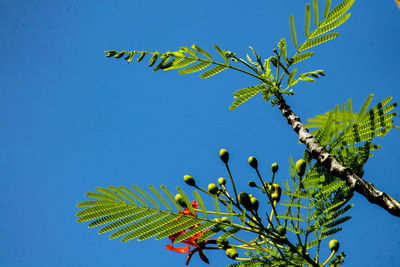 Low angle view of plant against clear blue sky