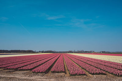 Scenic view of field against blue sky