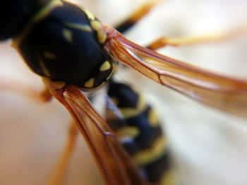 Close-up of insect on water
