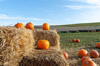 Pumpkins on straw bales on pumpkin farm.