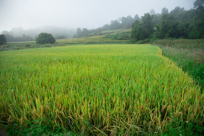 Scenic view of agricultural field