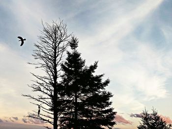 Low angle view of bare tree against sky