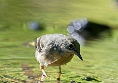 Close-up of bird perching on a lake