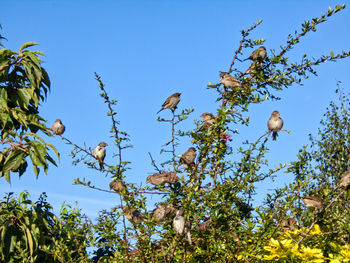 Low angle view of flowering plants against clear blue sky
