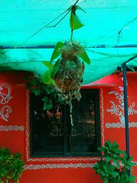 Low angle view of ivy hanging on house