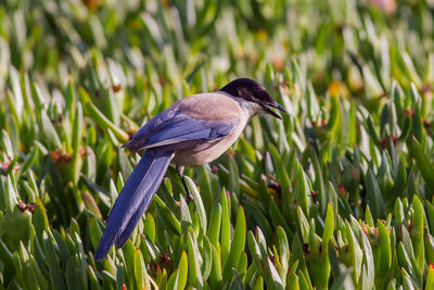 Close-up of bird perching on plants