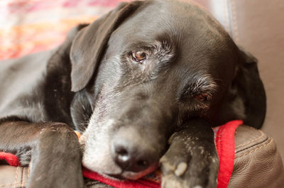 Close-up portrait of dog resting